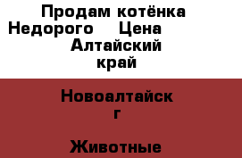 Продам котёнка! Недорого! › Цена ­ 1 000 - Алтайский край, Новоалтайск г. Животные и растения » Кошки   . Алтайский край